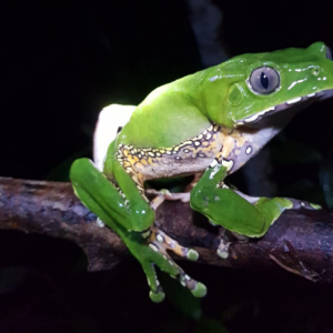 Kambo Practitioner Training in Berlin