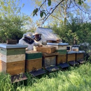 Bees, beekeeping & honey